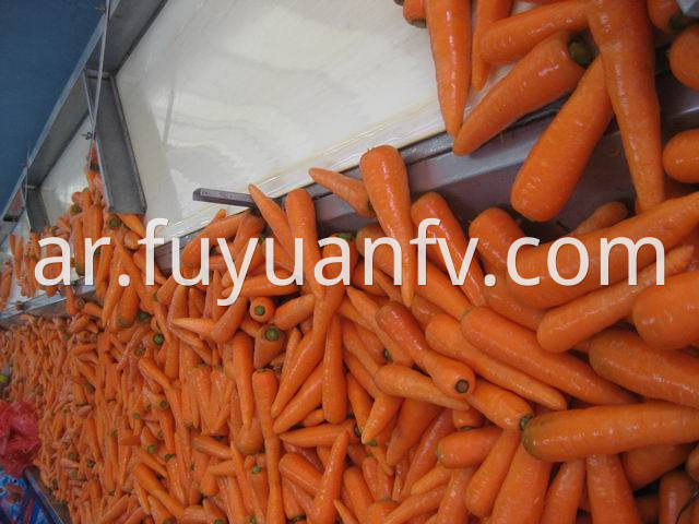 carrot